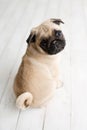 An adorable pug puppy sitting on white wood background Royalty Free Stock Photo