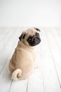 An adorable pug puppy sitting on white wood background Royalty Free Stock Photo