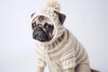 Adorable pug in a suit: a funny and fashionable portrait