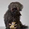 An adorable Puli sitting with a stuffed lion