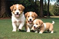 Adorable puppies