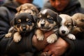 Adorable Puppies In The Arms Of Volunteers And Shelter Staff. Generative AI