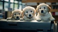 Adorable Puppies: Playful Trio Amidst the Office Printer Buzz