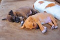 Adorable Puppies Sleeping Royalty Free Stock Photo