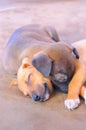 Adorable Puppies Sleeping Royalty Free Stock Photo