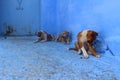 Adorable puppies on the streets of colorful Chefchaouen Morocco