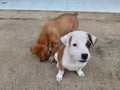 Adorable puppies wating for their treat