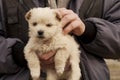 Adorable puppy Royalty Free Stock Photo