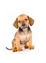 Adorable Puppy Royalty Free Stock Photo