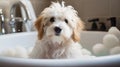 Adorable puppy in a bath. Sudsy dog in a tub. Cute Maltese Shi-tzu.