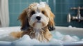 Adorable puppy in a bath. Sudsy dog in a tub. Cute Maltese Shi-tzu.