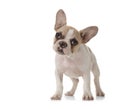 Adorable Puppy With Big Ears Standing Up Royalty Free Stock Photo