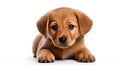 An adorable puppy with big eyes and floppy ears Royalty Free Stock Photo