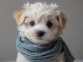 Adorable Puppy with Blue Scarf on Grey Background