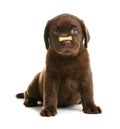 Adorable puppy with bone shaped cookie on nose against white background Royalty Free Stock Photo