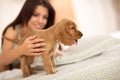 Adorable puppy Cocker Spaniel stands on the bed Royalty Free Stock Photo