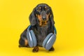 Adorable puppy dachshund is wearing big blue headphones around his neck to listen to music or a podcast and enjoy. Dog Royalty Free Stock Photo