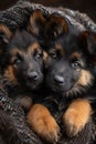 Adorable puppy duo snuggled in cozy blanket, captivating canine eyes. perfect for pet lovers. AI