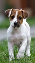 Adorable puppy gleefully playing in lush green field joyful pet enjoying the outdoors