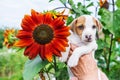 Adorable puppy in hand and sunflower in garden Royalty Free Stock Photo