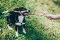 Adorable puppy and his owner playing with stick on a green grass Royalty Free Stock Photo