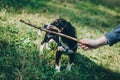 Adorable puppy and his owner playing with stick on a green grass Royalty Free Stock Photo