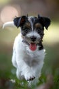 Adorable puppy joyfully playing in lush green field, having a great time outdoors