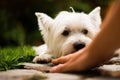 Adorable puppy licking owner`s hand