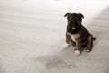 Adorable puppy near wet spot on carpet. Space for text