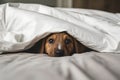 Adorable puppy peeking from under white bedsheet, playful eyes convey happy mood in cozy scene