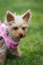 Adorable puppy in pink Royalty Free Stock Photo