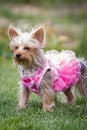 Adorable puppy in pink Royalty Free Stock Photo