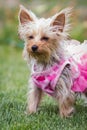 Adorable puppy in pink Royalty Free Stock Photo