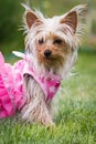 Adorable puppy in pink