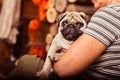 Adorable puppy pug on its owner's arms