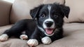 Adorable puppy resting on a couch Royalty Free Stock Photo
