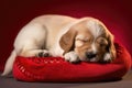 adorable puppy sleeping after chewing up a slipper Royalty Free Stock Photo