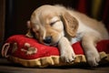 adorable puppy sleeping after chewing up a slipper Royalty Free Stock Photo