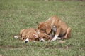 Adorable puppy sleeping in green grass.