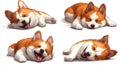 Adorable Puppy Sleeping Positions Royalty Free Stock Photo