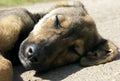 Adorable puppy sleeping on sun Royalty Free Stock Photo