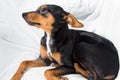 Adorable puppy on white background