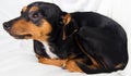 Adorable puppy on white background