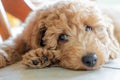 Adorable purebred mini poodle puppy seen laying on cool kitchen tiles while relaxing after exercise.