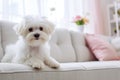 Adorable purebred white Maltese dog sitting on white couch in modern and stylish light interior. Close up. Copy space Royalty Free Stock Photo