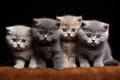 Adorable quartet: cute british shorthair kittens Royalty Free Stock Photo