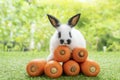 Adorable rabbit bunny with orange carrots sitting on green grass over bokeh nature background. Furry baby bunny black white hair