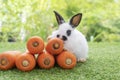 Adorable rabbit bunny with orange carrots sitting on green grass over bokeh nature background. Furry baby bunny black white hair