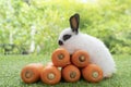 Adorable rabbit bunny with orange carrots sitting on green grass over bokeh nature background. Furry baby bunny black white hair