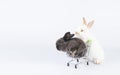 Adorable rabbit ears bunny pushing shopping cart with newborn gray cuddly rabbit walking together on isolated white background.